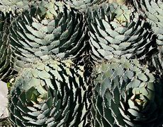 Image result for California Coastal Cactus