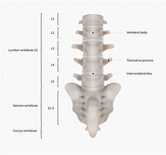 Image result for 1 Lumbar Vertebra