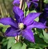 Image result for Clematis Daniel Deronda