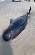 Image result for Beached Whale Dong