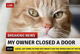Image result for Funny Cat News