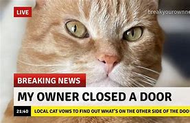 Image result for Breaking Cat News Stickers