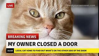 Image result for Funny Cat Breaking News