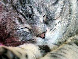 Image result for Cat Eyes Closed