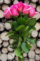 Image result for Hot Pink Rose Petals