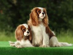 Image result for All Breeds of Small Dogs