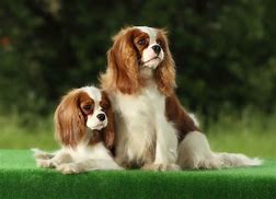 Image result for Cool Small Dog Breeds
