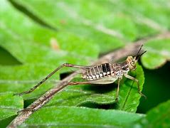 Image result for Brown Cricket Insect