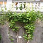 Image result for Actinidia Kew