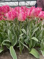 Afbeeldingsresultaten voor Tulipa Elsenburg