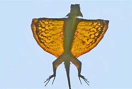 Image result for Biggest Lizard On Earth
