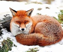 Image result for Animal Moving Wallpapers