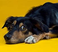 Image result for Uncomfortable Dog