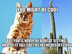 Image result for Bob Cat Meme