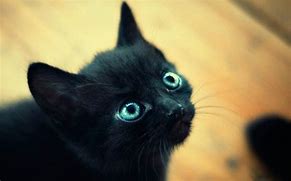 Image result for Black Cat Blue Eyes