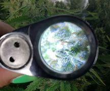 Image result for Weed Trichomes Magnifier
