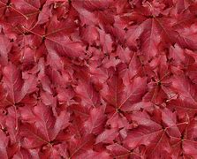 Image result for Autumn Leaves 4K
