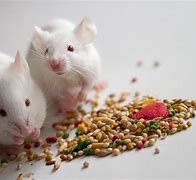 Image result for Mice Favorite Food