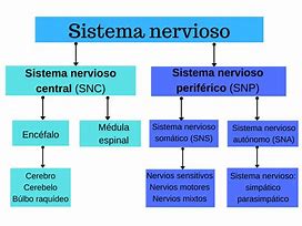 Image result for Sistema Nervioso Mapa Conceptual