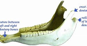 Image result for Horse Mandible