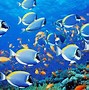 Image result for Deep Blue Sea Wallpaper