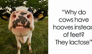 Image result for Evil Cow Meme