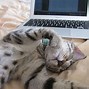 Image result for Angry Cat On Computer Meme