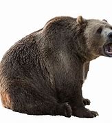Image result for Bear Isolated