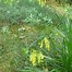 Image result for Chiastophyllum oppositifolium