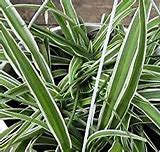 Image result for Common House Plant Vines