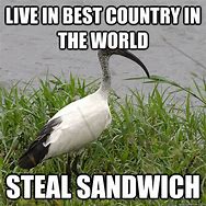 Image result for Ibis Memes