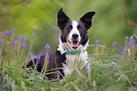 Image result for Short haired Collie