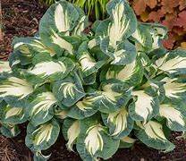 Bildergebnis für Hosta Hans