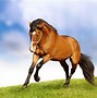 Image result for 25 Most Beautiful Horse Breeds