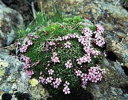 Bildergebnis für Silene acaulis exscapa