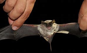 Image result for Bat Species Found in South Carolina