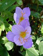 Image result for Crocus speciosus Oxonian