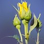 Image result for Rhinestone Flowers