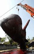Image result for Exploding Whale Taiwan