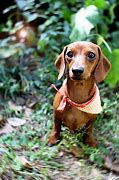 Image result for Doxie Pic