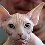 Image result for Cat with Big Eyes and Ears