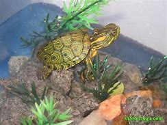 Image result for Trachemys callirostris