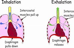 Image result for Diaphragm Movement