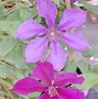 Image result for Clematis Honora