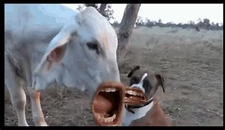 Image result for Funny Cow Noises