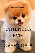 Image result for Cute Puppy Dog Memes