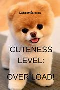 Image result for Small Dog Memes