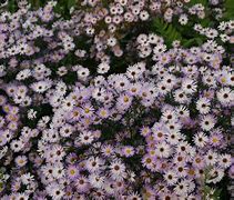 Image result for Aster Vasterival