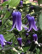 Image result for Roguchi Clematis