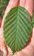 Image result for Hornbeam Tree Leaf